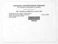 Puccinia recondita image